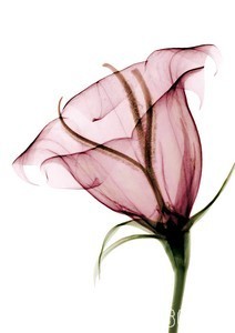 004-4