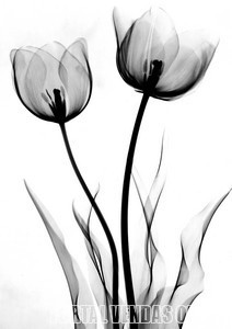 008-1